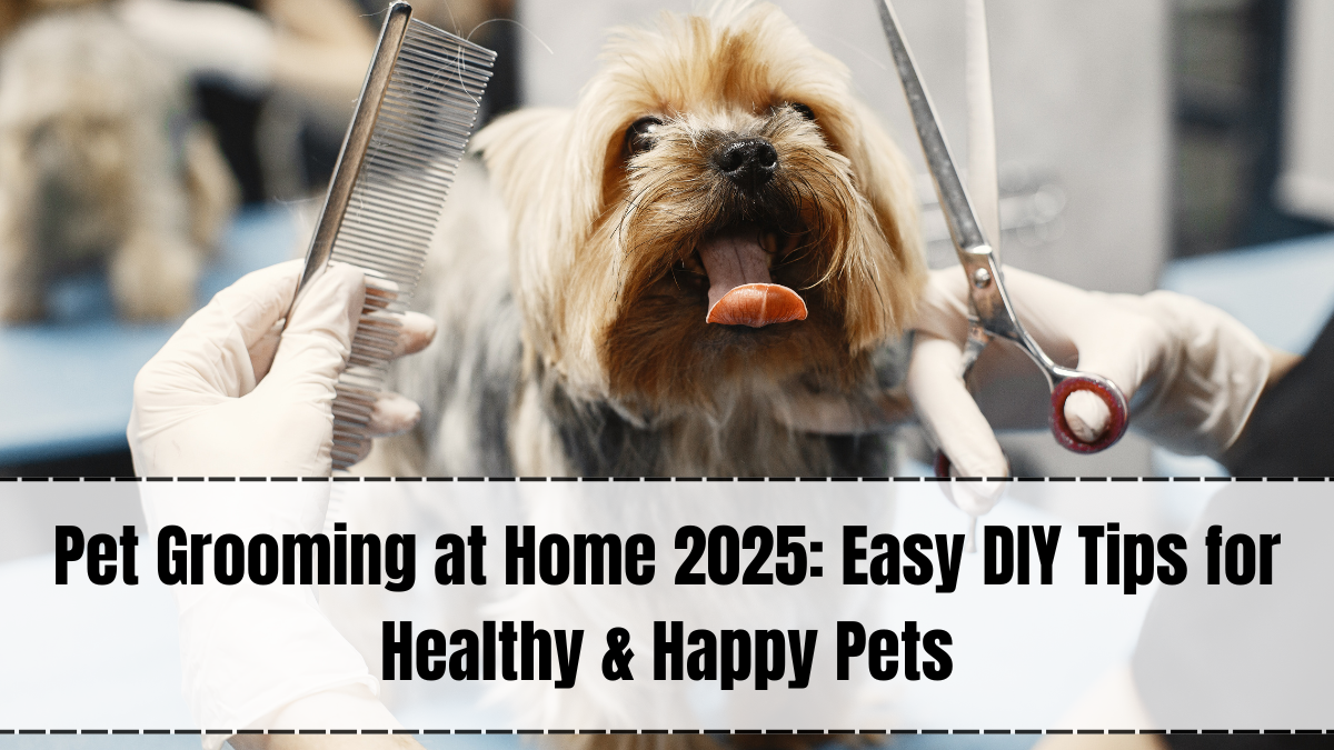 Pet Grooming at Home 2025 – Best DIY Tips for Healthy & Happy Pets